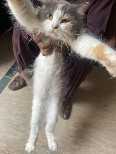 Cat 3 doll face