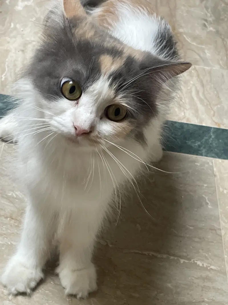 Cat 3 doll face — photo 3