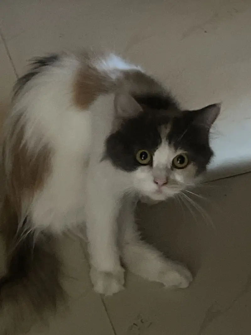 Cat 3 doll face — photo 4