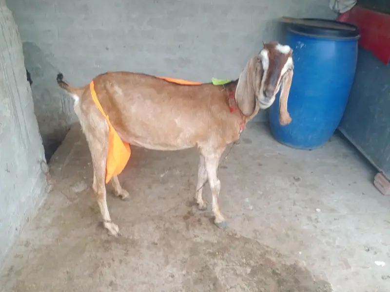 Teri bakri sath main 2 bahy  1 Male  1 female