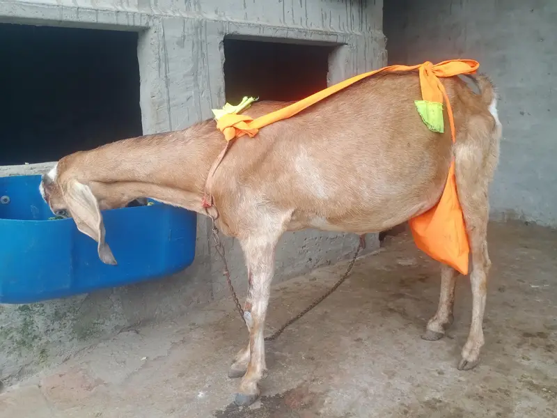 Teri bakri sath main 2 bahy  1 Male  1 female — photo 2