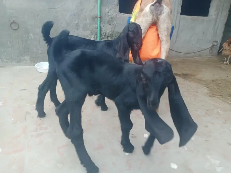 Teri bakri sath main 2 bahy  1 Male  1 female — photo 3
