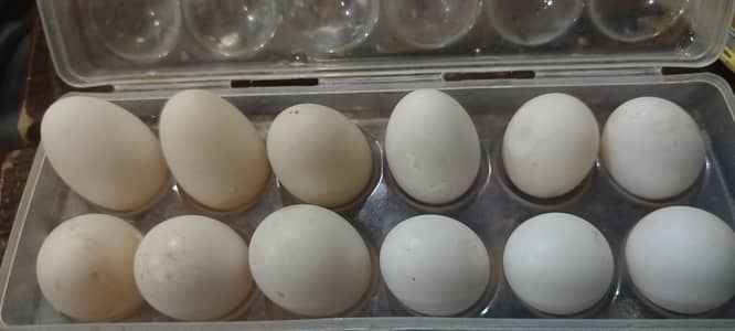 Ducks Egg