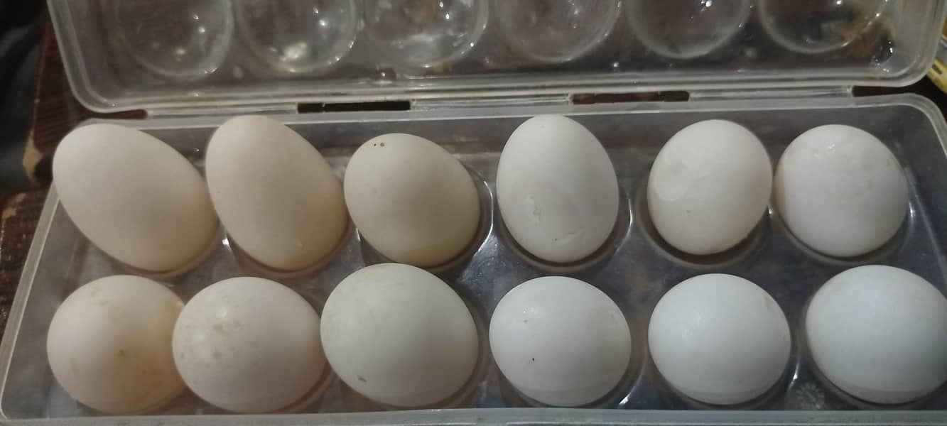 Ducks Egg 0