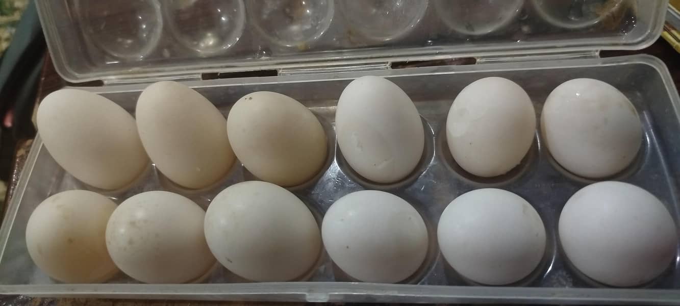 Ducks Egg 1