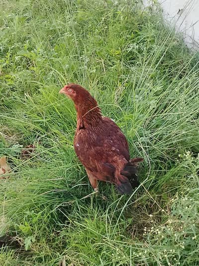 asil murgha for sell