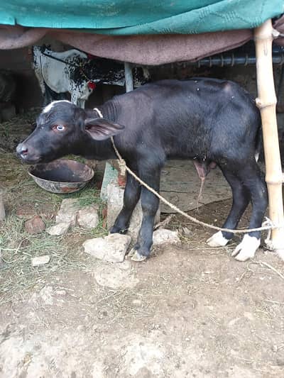 Bull Calf (Katta)