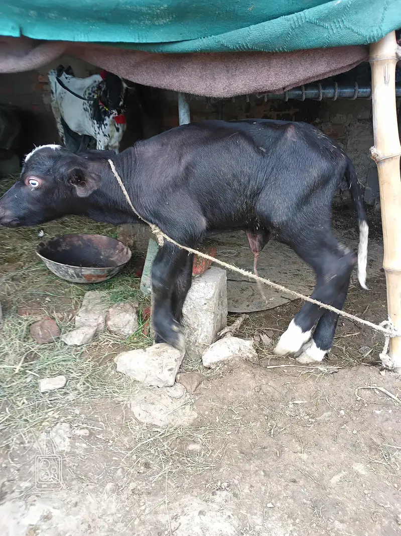 Bull Calf (Katta) — photo 2
