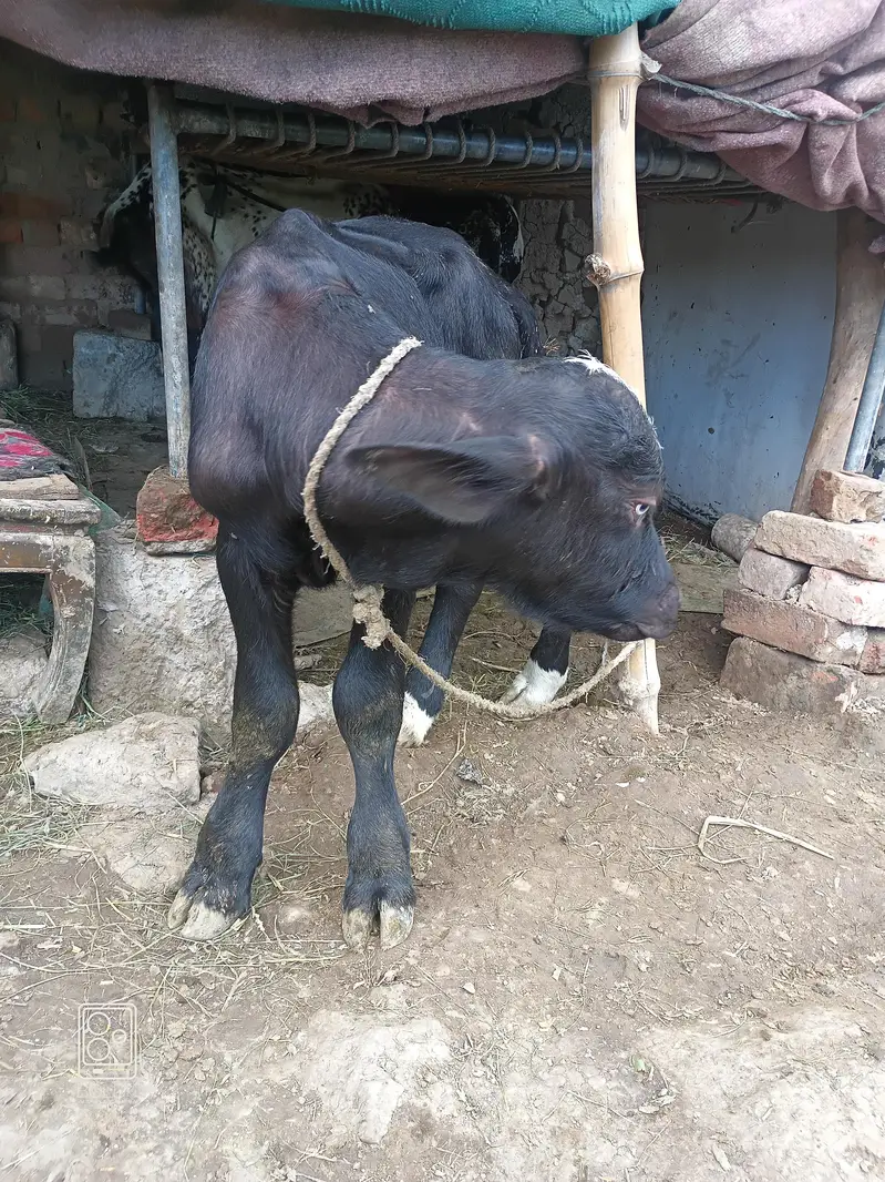 Bull Calf (Katta) — photo 3