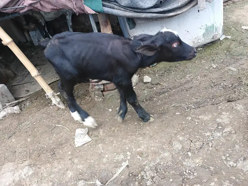 Bull Calf (Katta) — photo 4