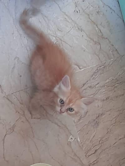 Persian Kitten (Ginger)