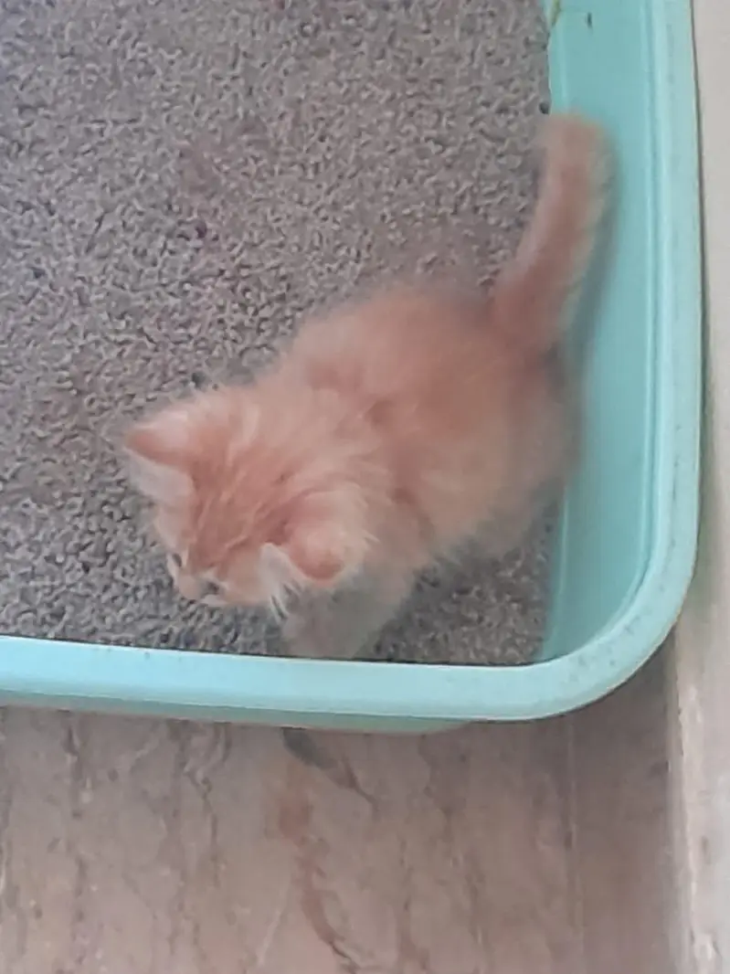Persian Kitten (Ginger) — photo 2
