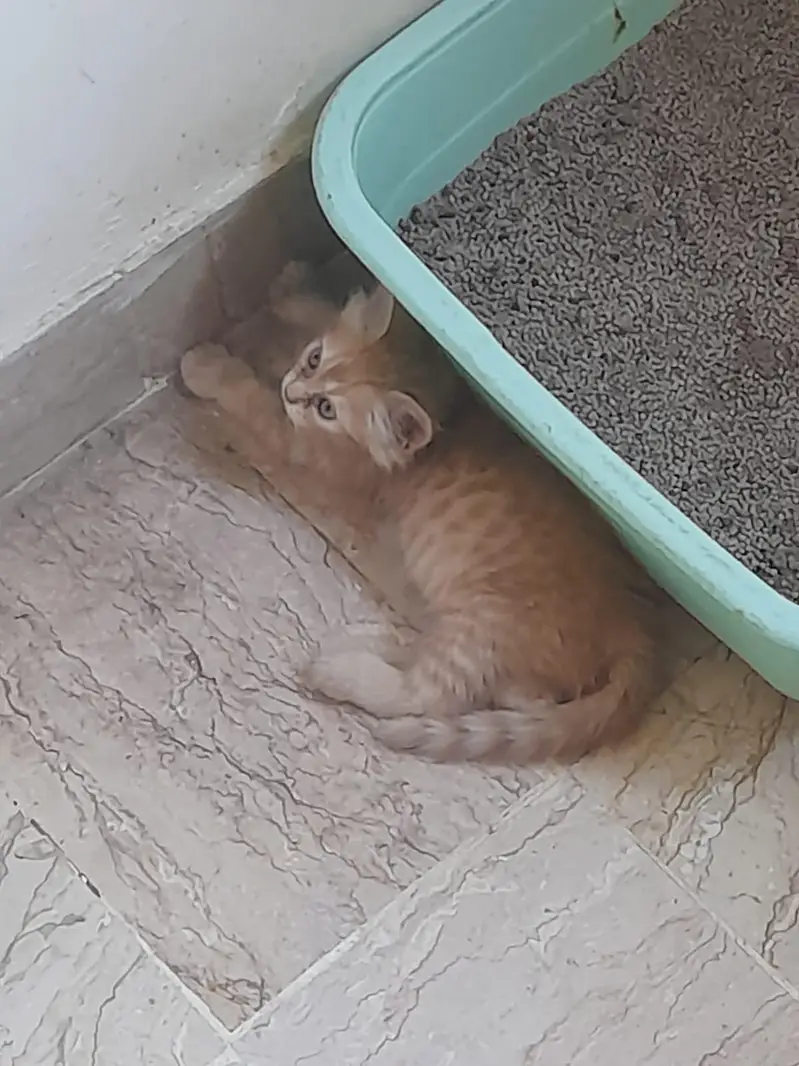 Persian Kitten (Ginger) — photo 3