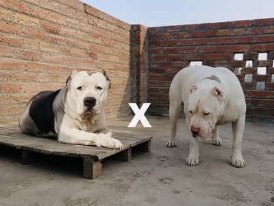 Supreme quality Pitbull female pup (ambully/puppies/pitbull/american)