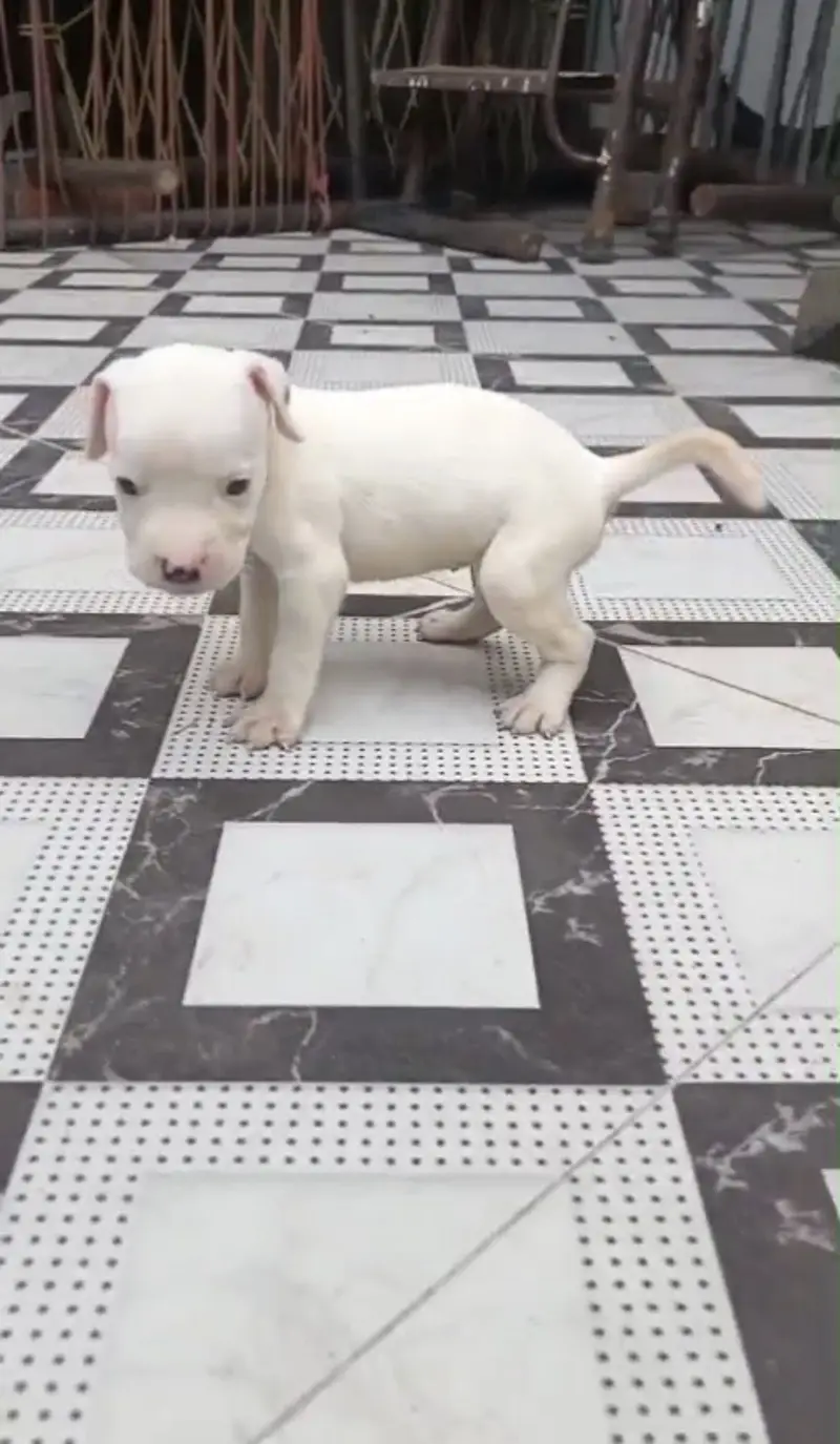 Supreme quality Pitbull female pup (ambully/puppies/pitbull/american) — photo 2
