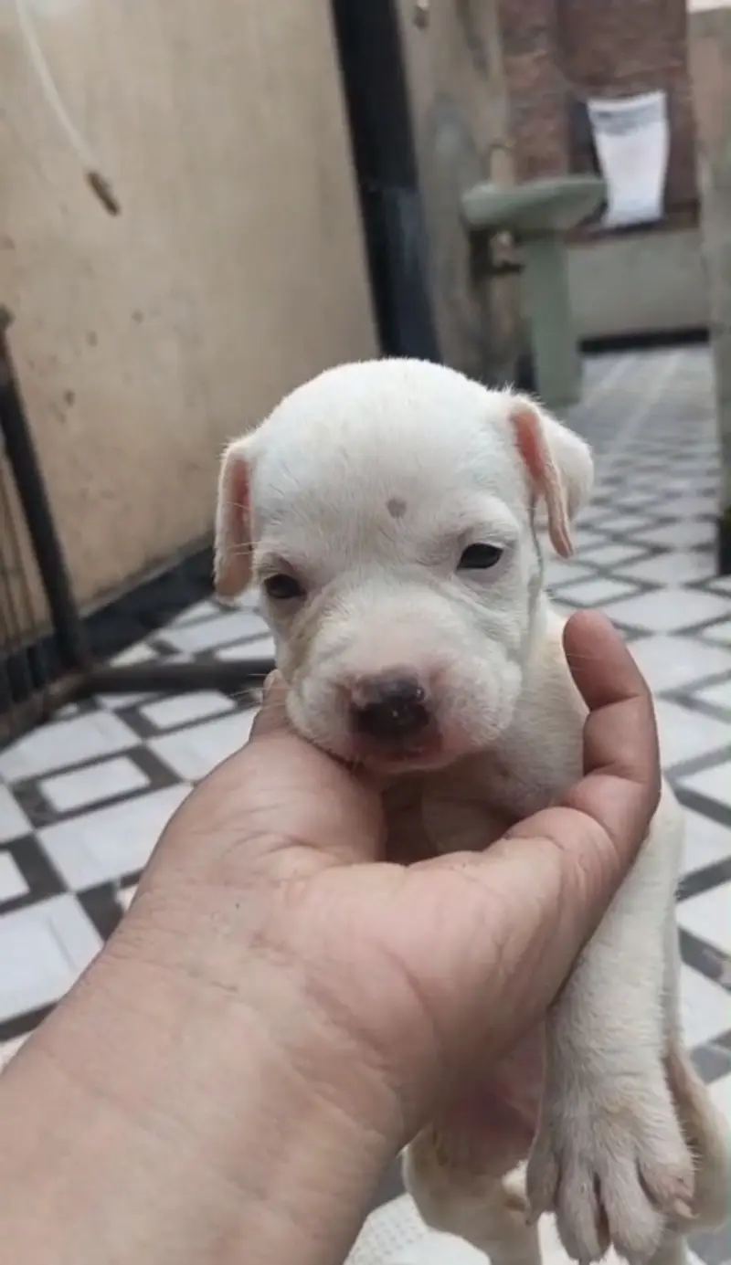 Supreme quality Pitbull female pup (ambully/puppies/pitbull/american) — photo 3