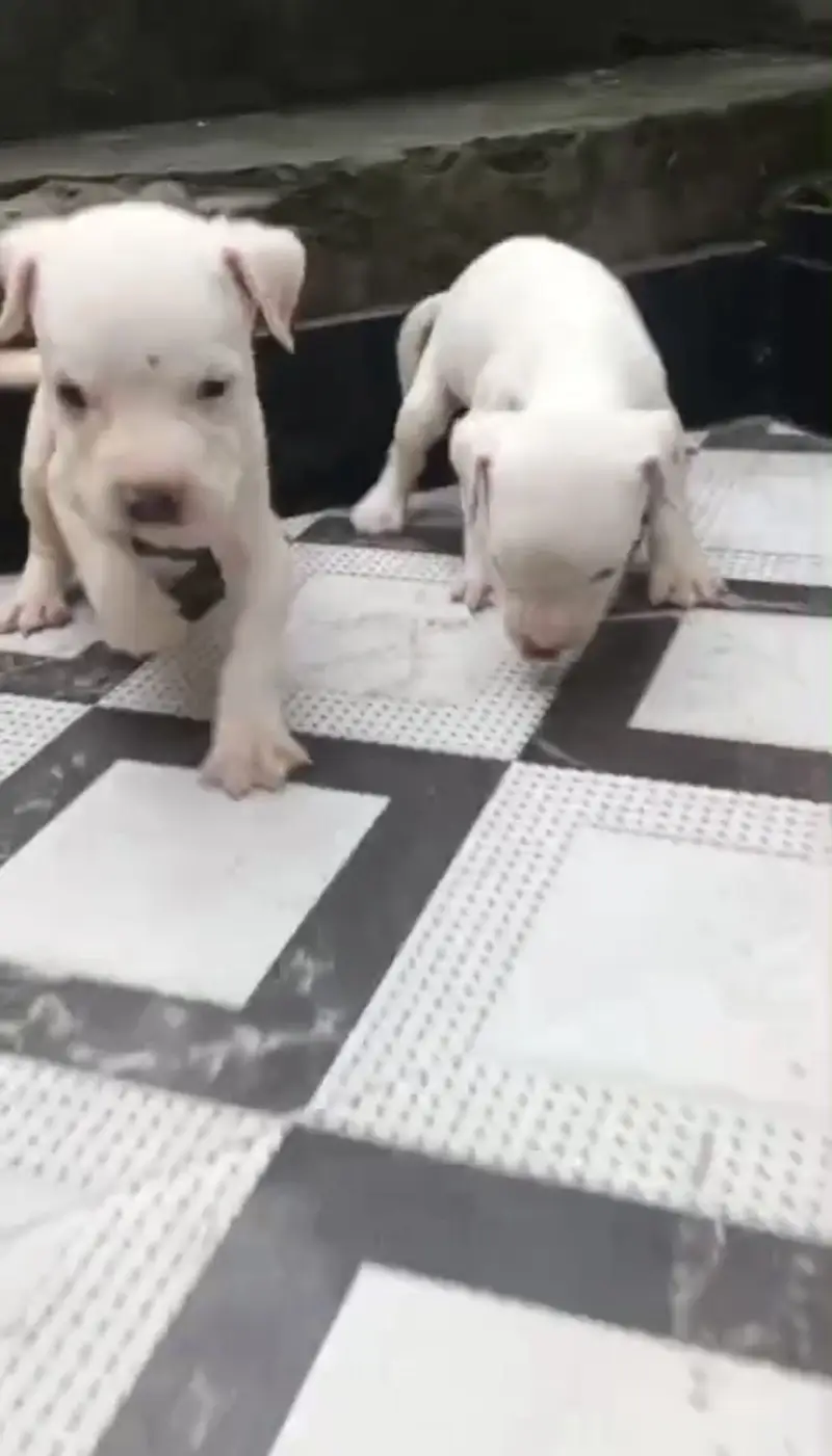 Supreme quality Pitbull female pup (ambully/puppies/pitbull/american) — photo 4