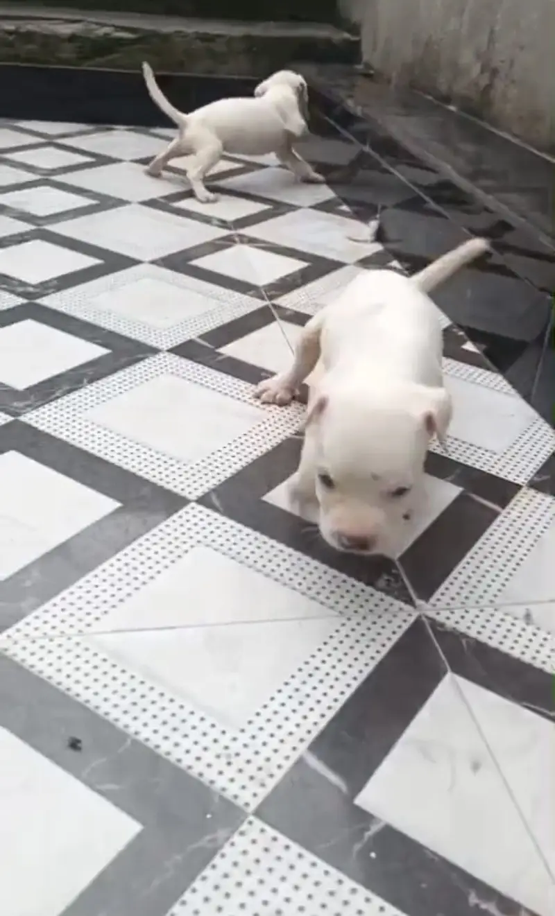 Supreme quality Pitbull female pup (ambully/puppies/pitbull/american) — photo 5