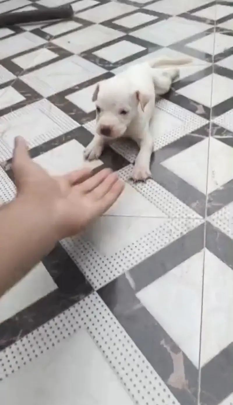 Supreme quality Pitbull female pup (ambully/puppies/pitbull/american) — photo 6