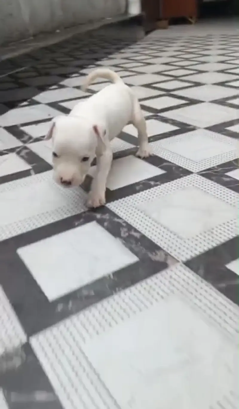 Supreme quality Pitbull female pup (ambully/puppies/pitbull/american) — photo 7