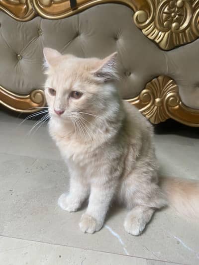Persian cat baby doll face
