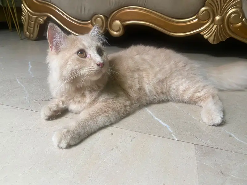 Persian cat baby doll face — photo 2