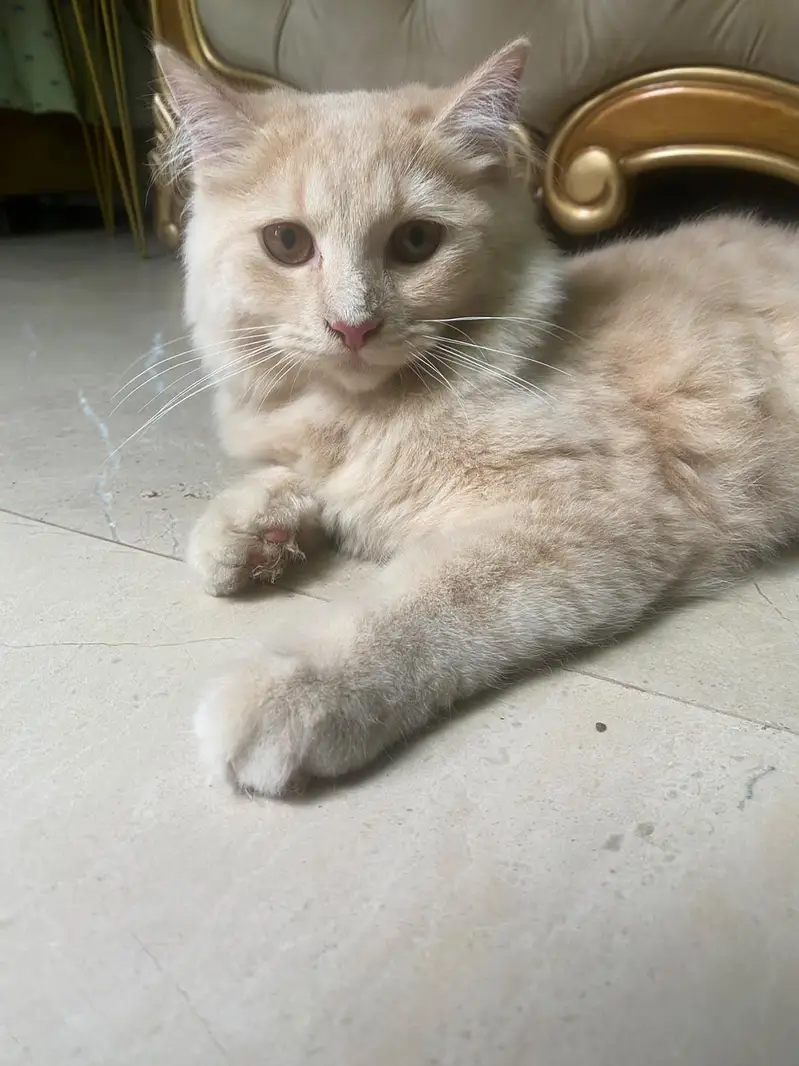 Persian cat baby doll face — photo 3