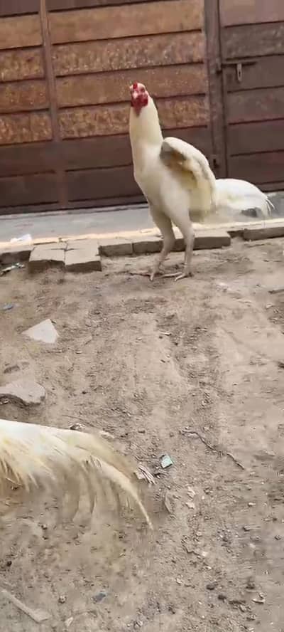 white heera aseel male for sale