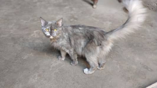 cat   cute female cat