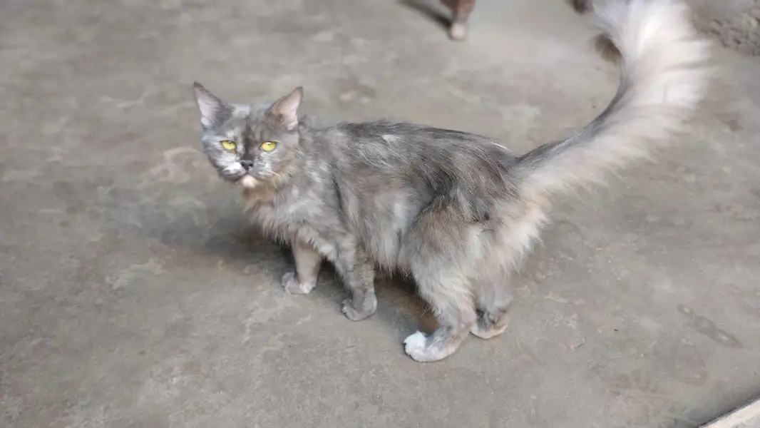 cat   cute female cat