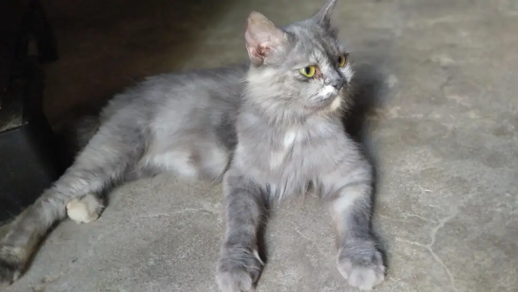 cat   cute female cat — photo 2