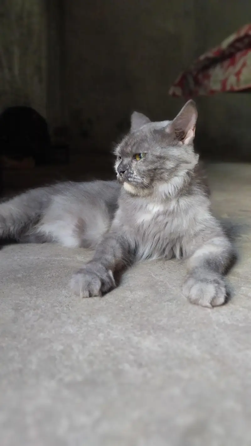 cat   cute female cat — photo 3
