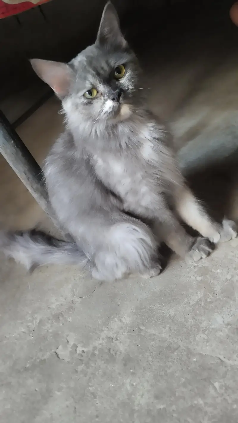 cat   cute female cat — photo 4