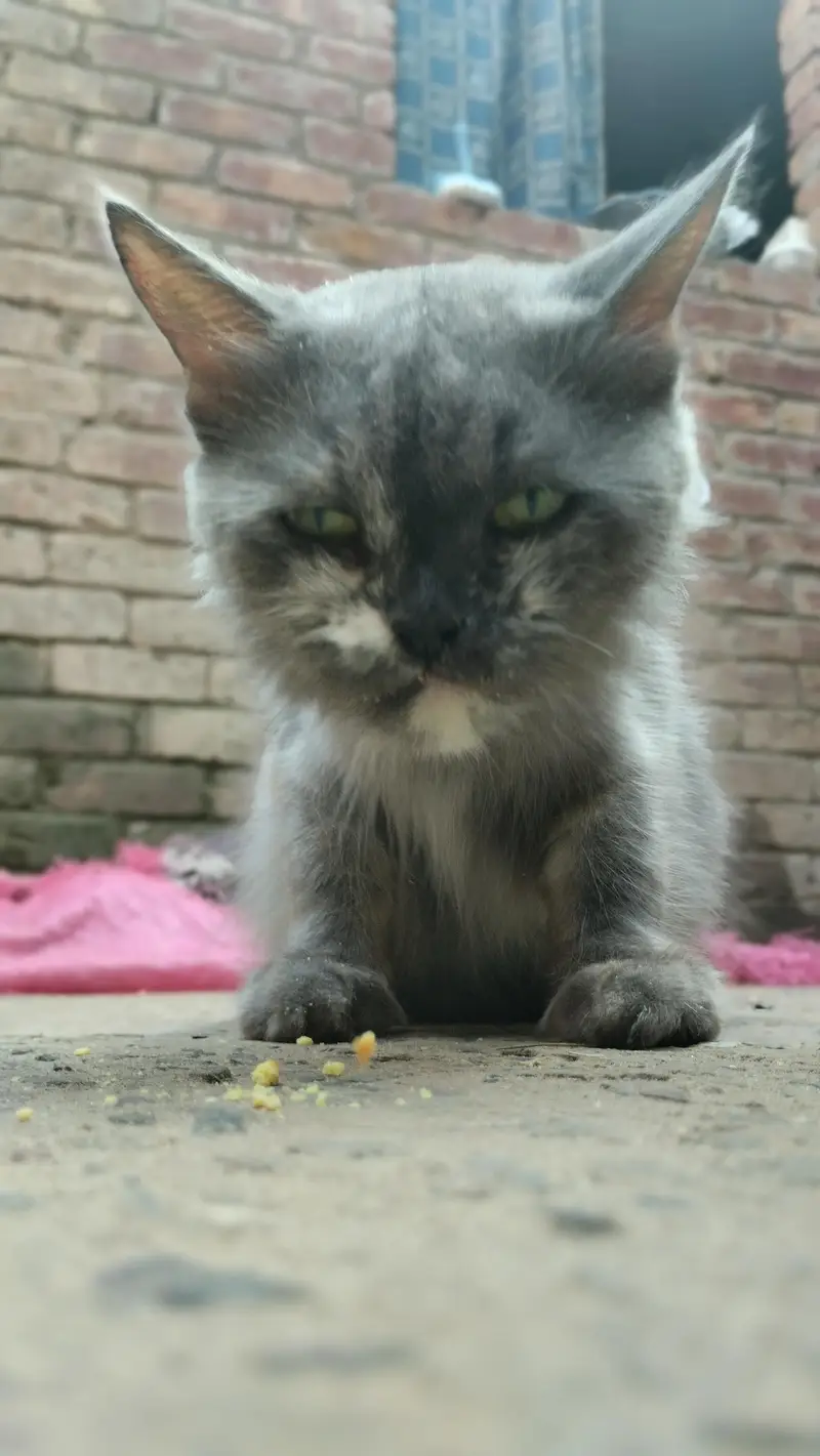 cat   cute female cat — photo 5