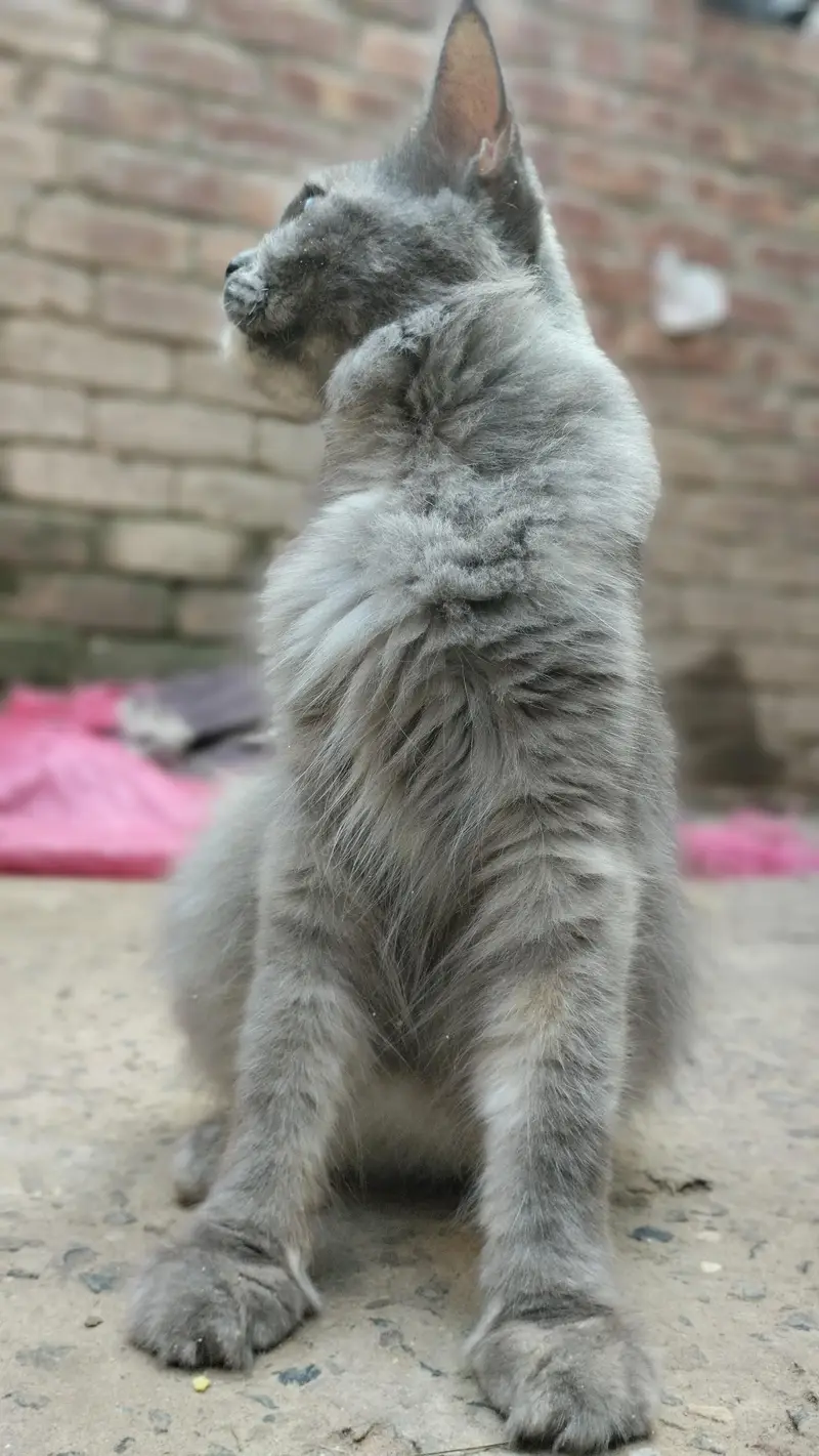 cat   cute female cat — photo 6