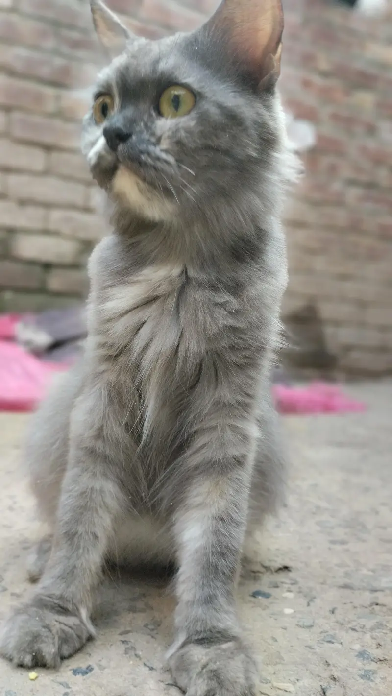 cat   cute female cat — photo 7