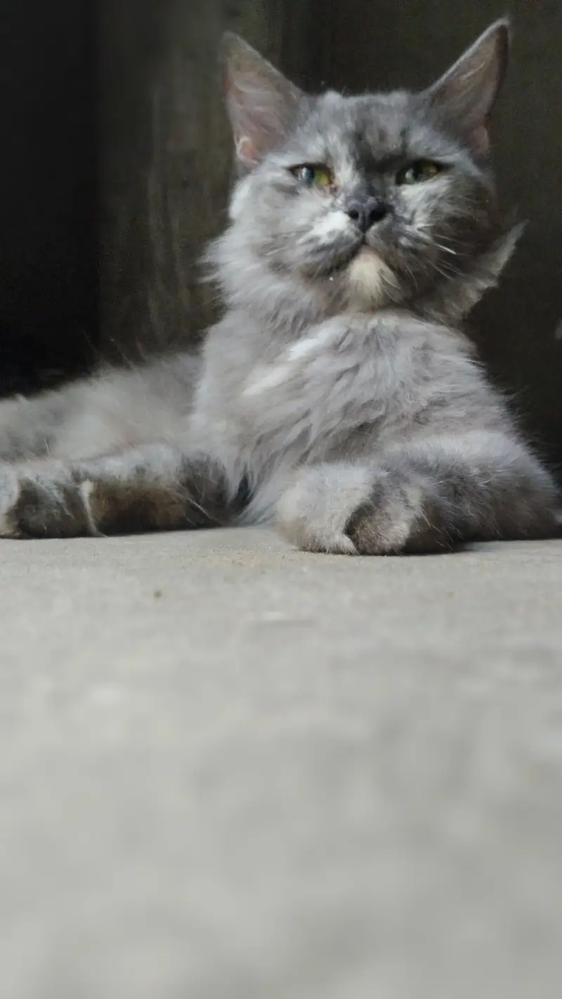 cat   cute female cat — photo 8