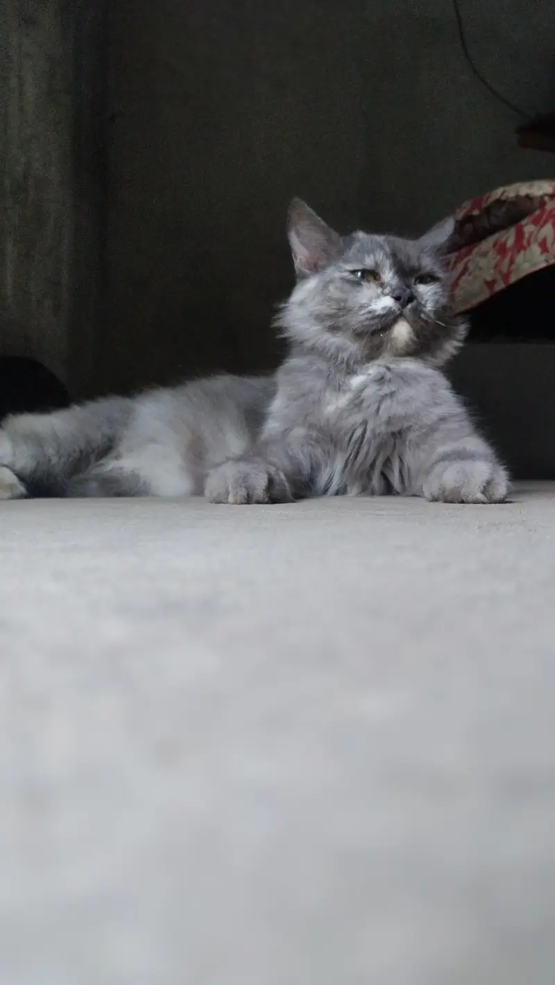 cat   cute female cat — photo 9