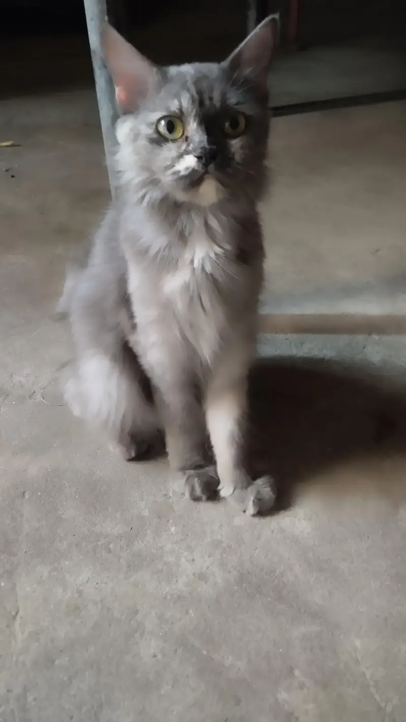 cat   cute female cat — photo 10