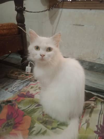 Persian Cats Pair