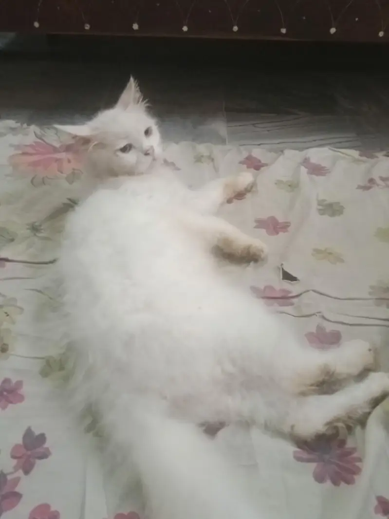 Persian Cats Pair — photo 2