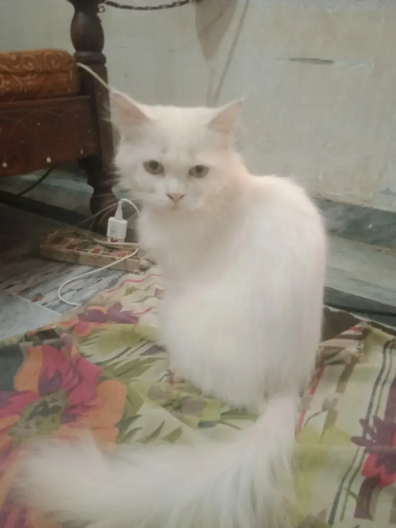 Persian Cats Pair — photo 3