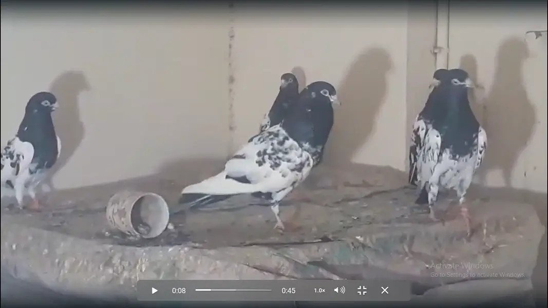 Teddy & Rampori Kabotar Male Female