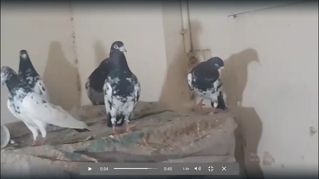 Teddy & Rampori Kabotar Male Female — photo 6