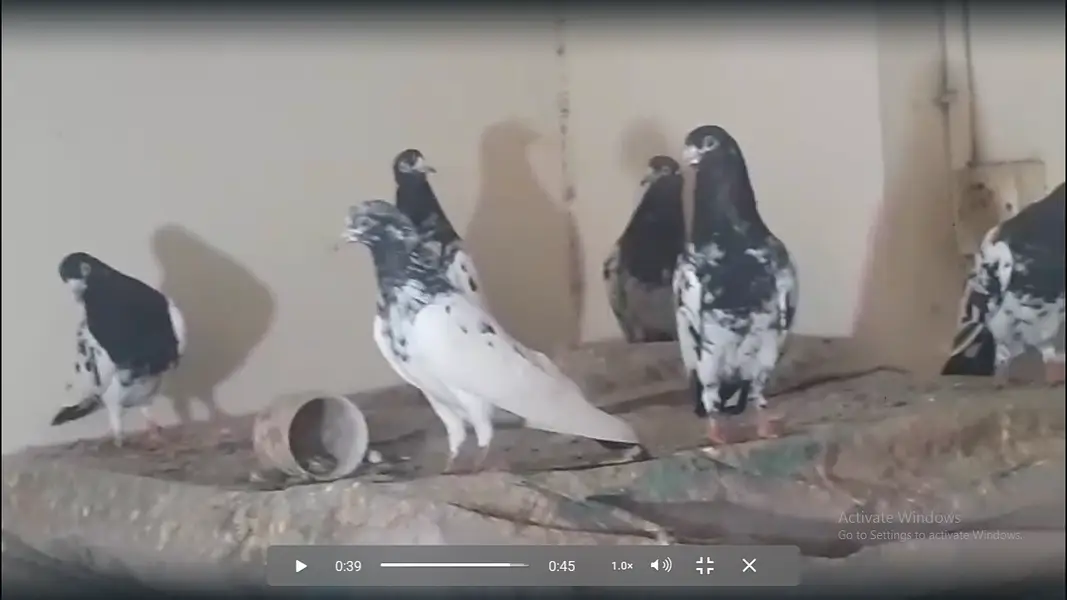 Teddy & Rampori Kabotar Male Female — photo 7