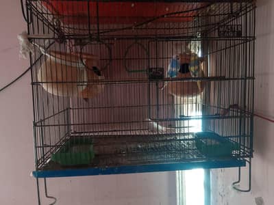 cage and Australian parrot