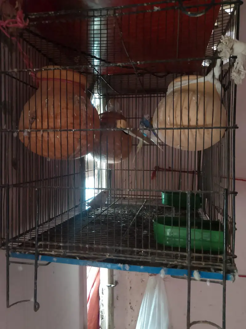 cage and Australian parrot — photo 2