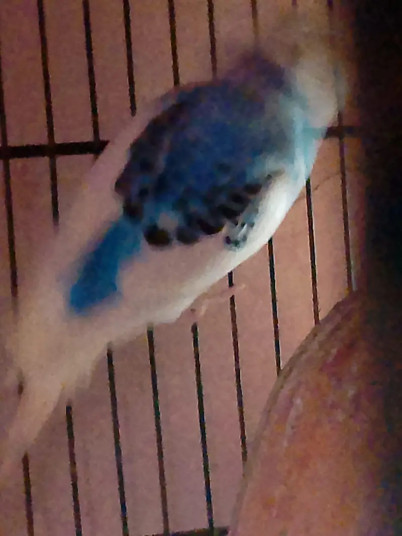 cage and Australian parrot — photo 3