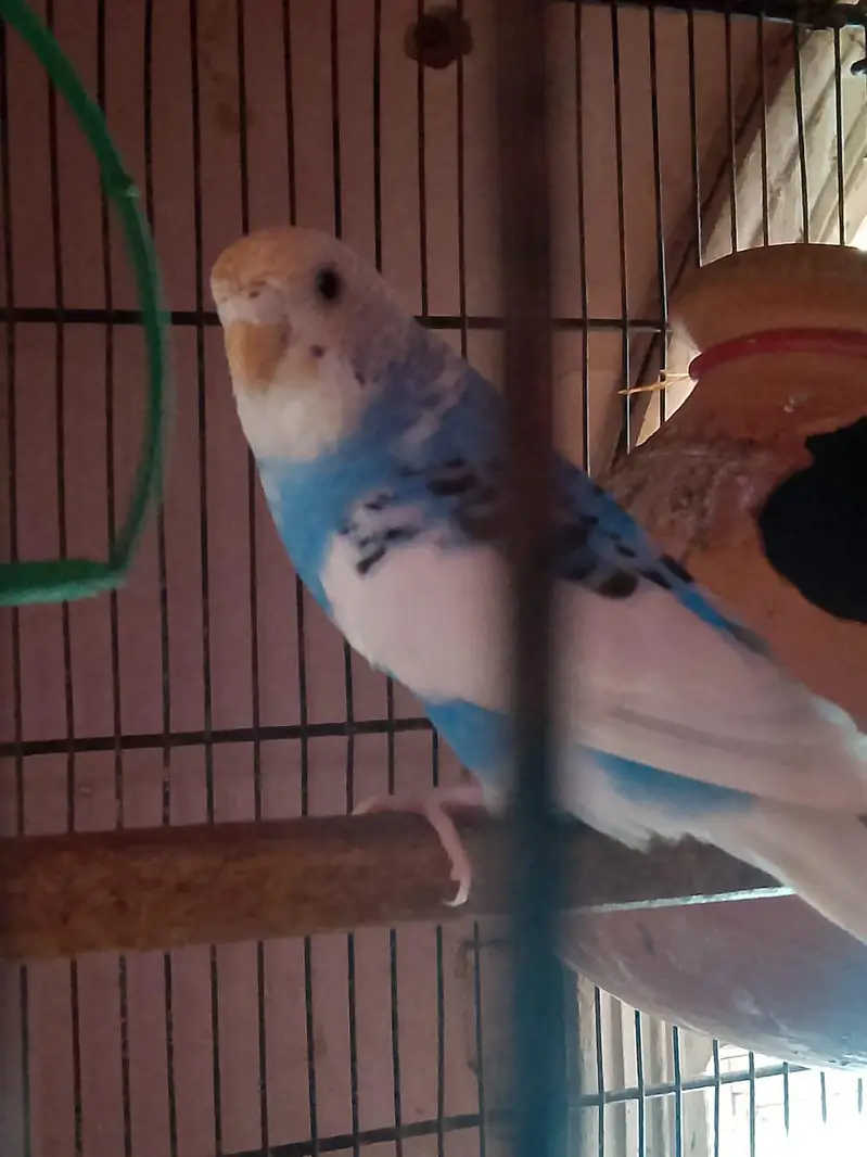 cage and Australian parrot — photo 4