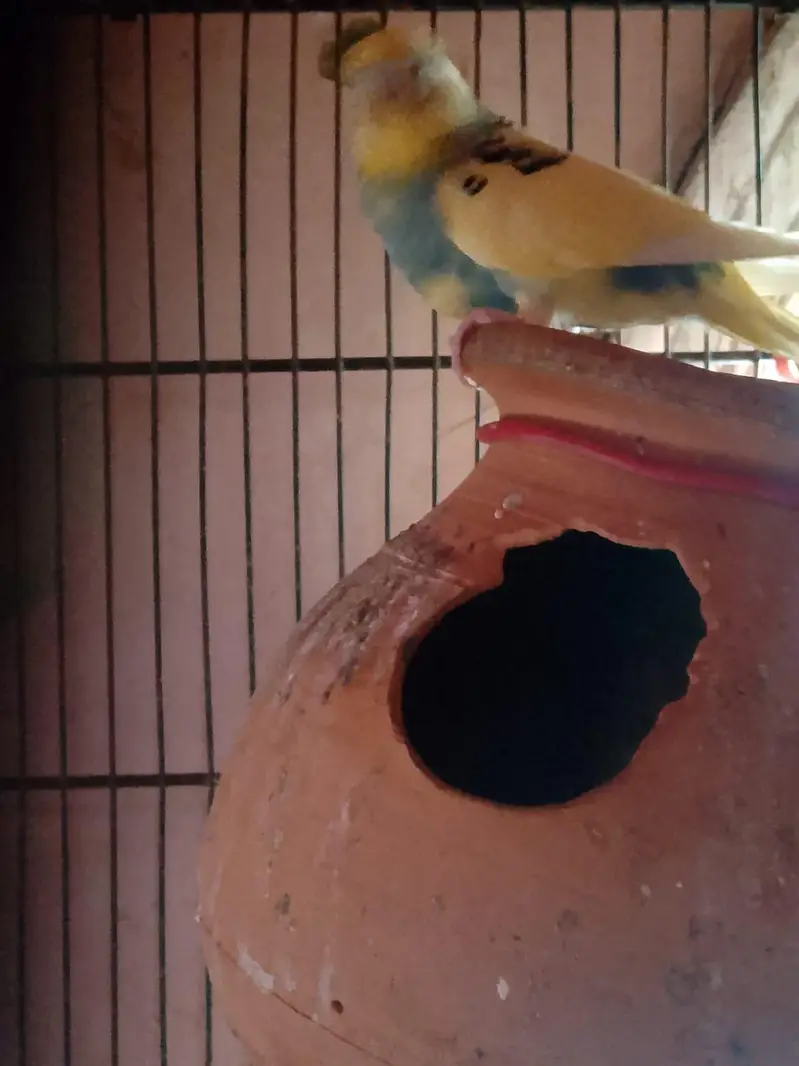 cage and Australian parrot — photo 5
